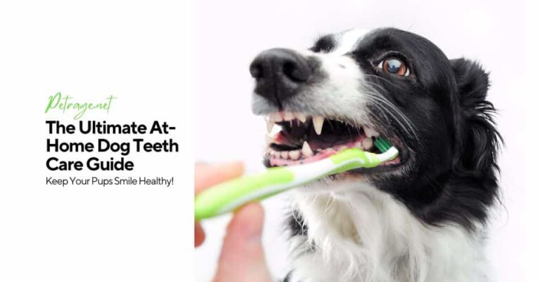 the ultimate at home dog teeth care guide to keep your pups teeth healthy petrage