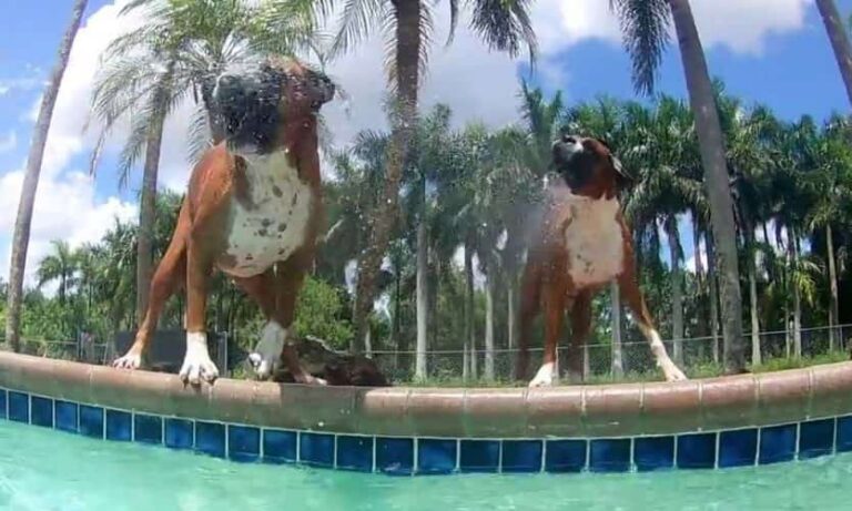three crazy boxer dogs by the swimming pool video petrage