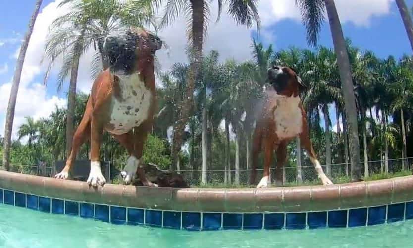 three crazy boxer dogs by the swimming pool video petrage