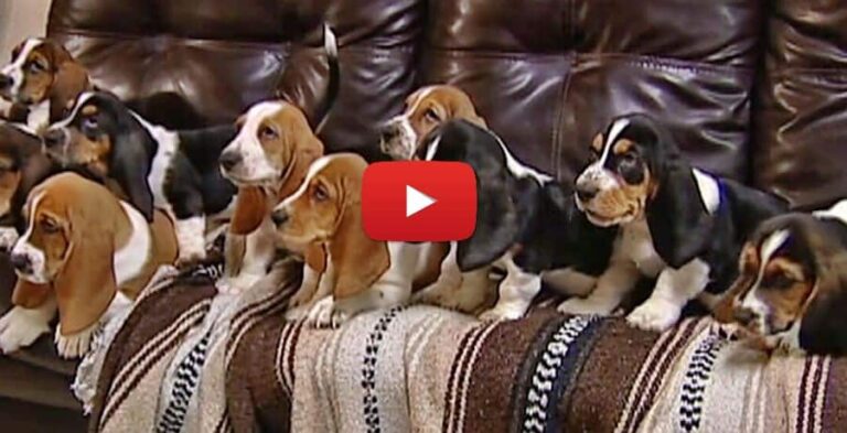 11 eight week old basset hound puppies posing for pictures video