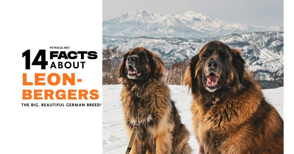 14 interesting facts about leonbergers petrage