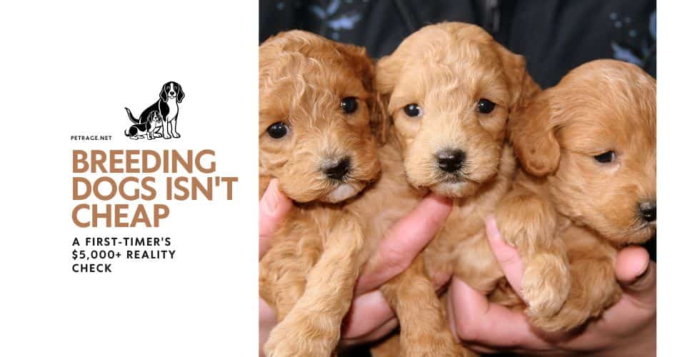 a novice breeder's guide to the hidden costs of dog breeding petrage