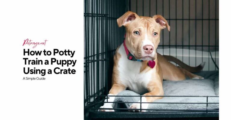 how to potty train a puppy using a crate a simple guide petrage
