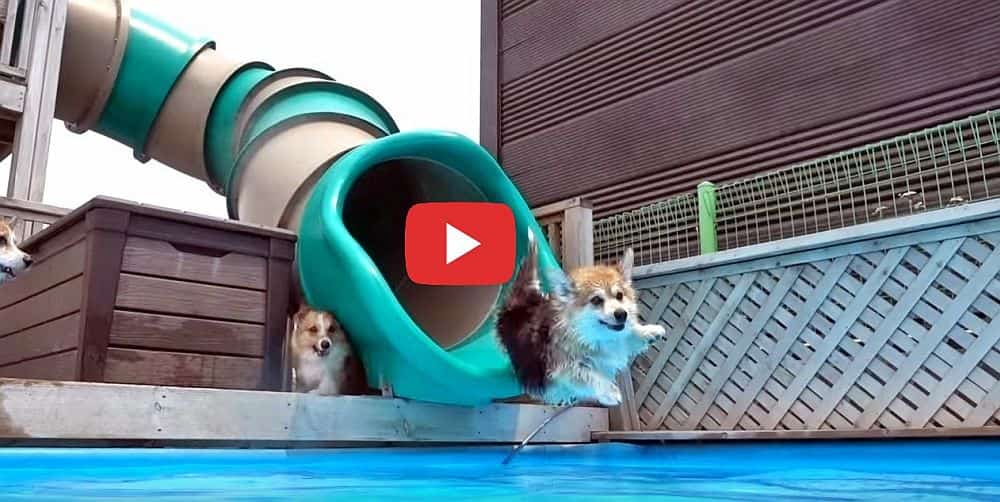a poolfull of swimming corgi dogs video