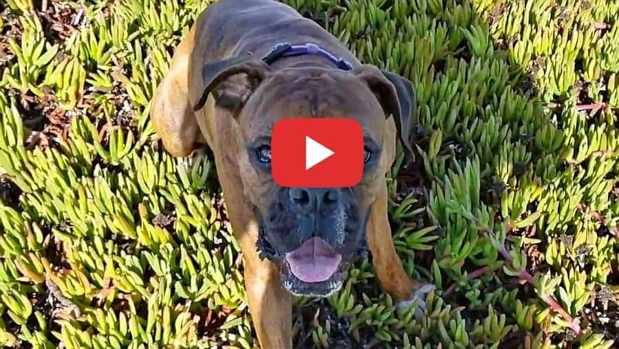 boxer dog super zoomies caffiene video