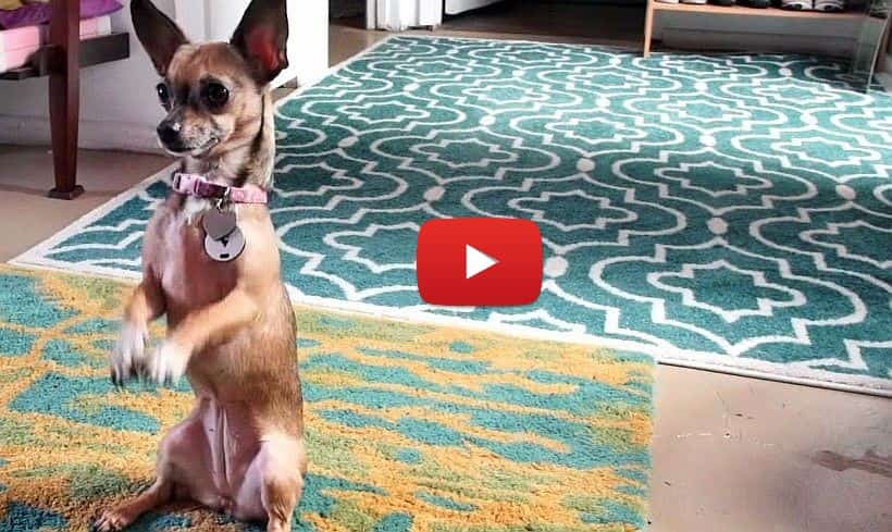 chihuahua doing tricks video what a talented little pup