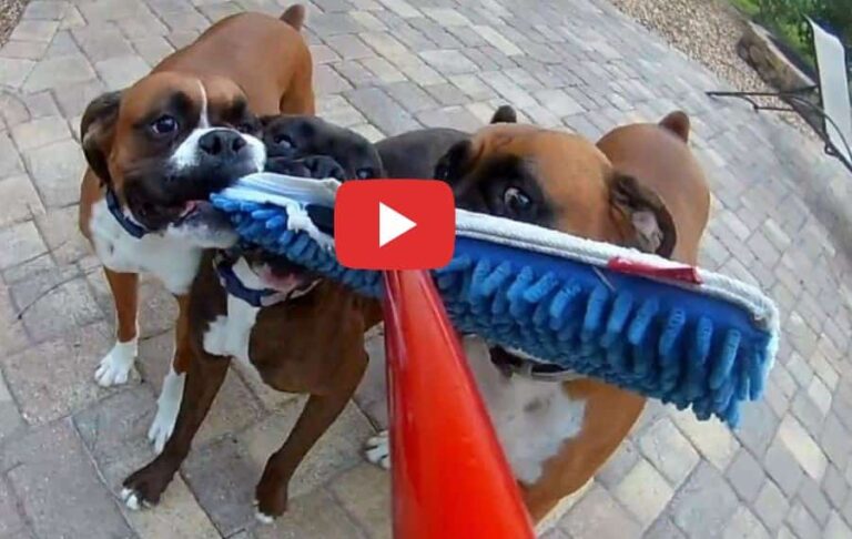 crazy boxer dogs attack my broom video petrage