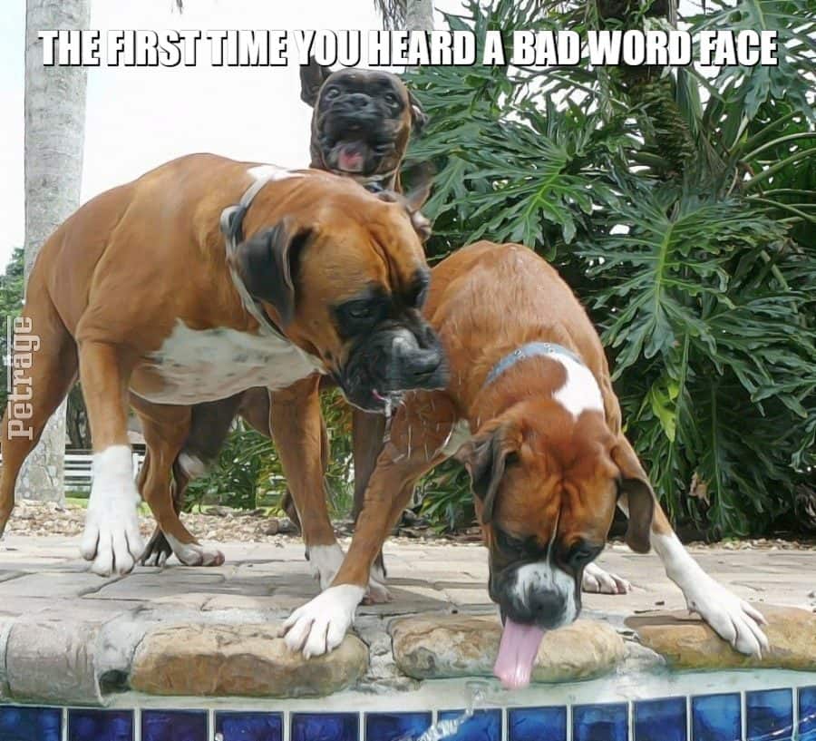 crazy boxer dogs bad word meme petrage