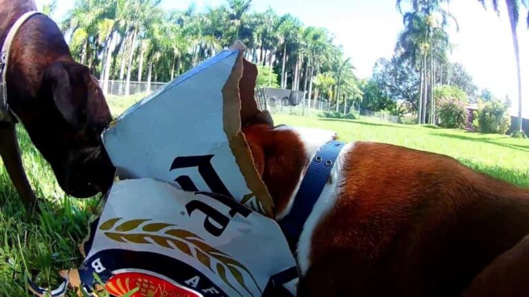 crazy boxer dogs bring back my beer video petrage