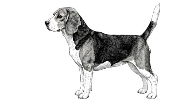 beagle dog breed standards topper image (1)