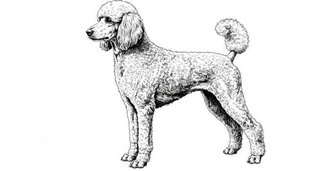 dog breed standards topper image (11)