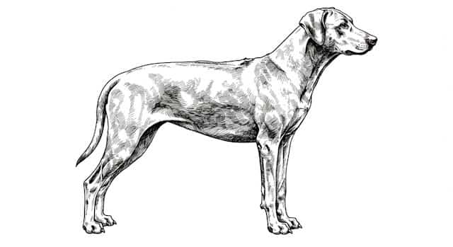 dog breed standards topper image (12)
