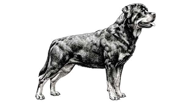 dog breed standards topper image (13)