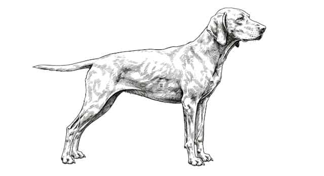 weimaraner dog breed standards topper image (14) weimaraner