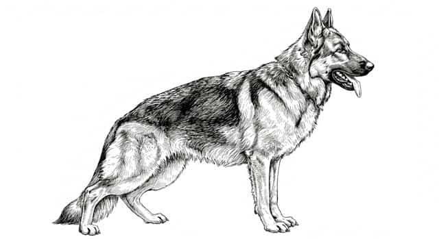 dog breed standards topper image (15)