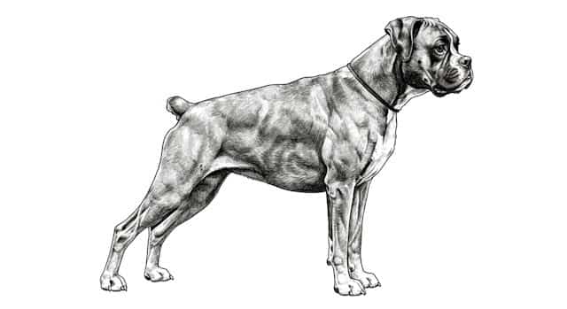 dog breed standards topper image (2)