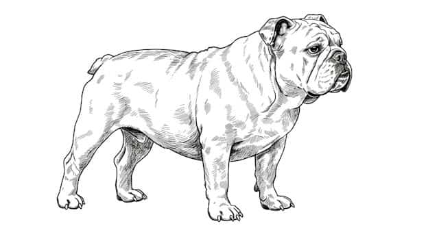 dog breed standards topper image (3)