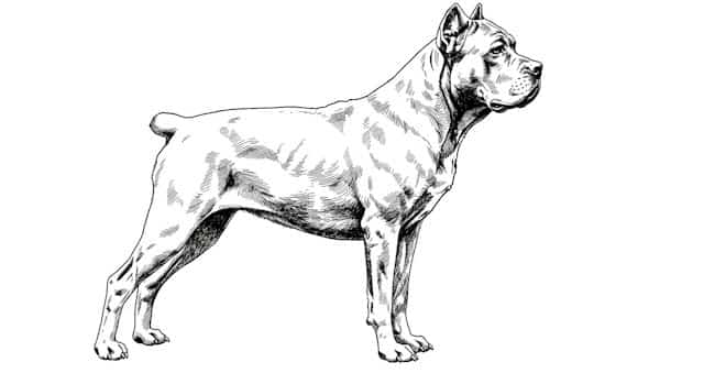 cane corso dog breed standards topper image cane corso