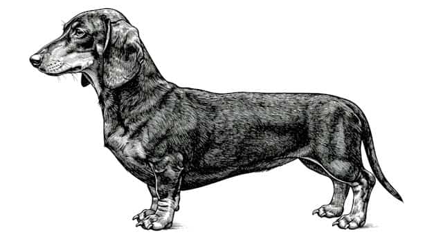 dog breed standards topper image (5)