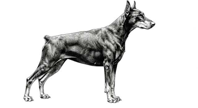 dog breed standards topper image (6)