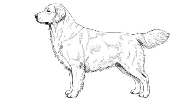 dog breed standards topper image (9)