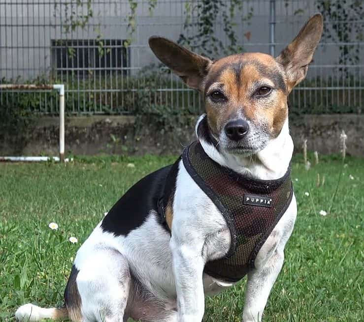 jack russell terrier with pricked ears video