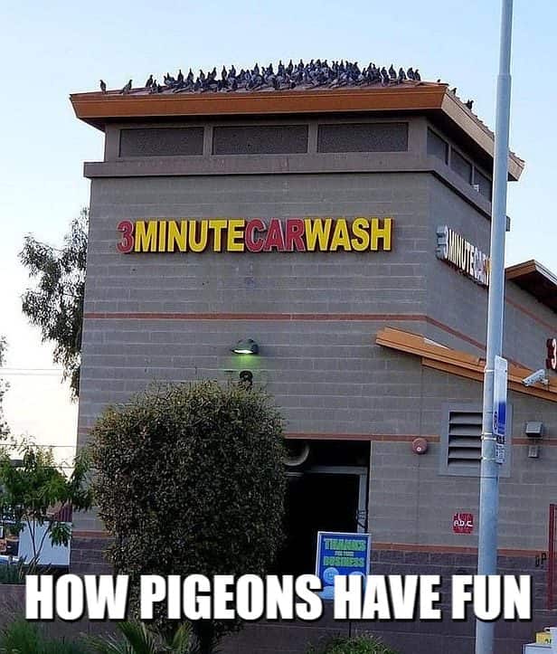 pigeons have jokes meme petrage