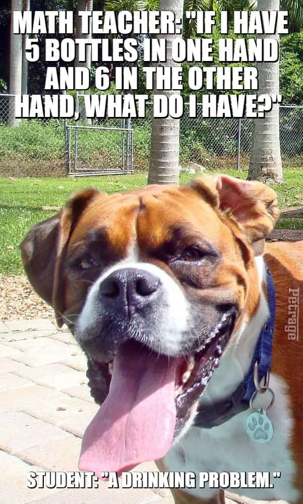sarcastic boxer dog math teacher meme petrage