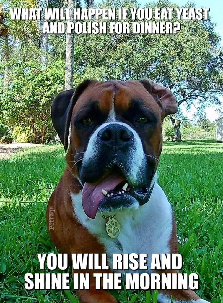 sarcastic boxer dog yeast and polist meme petrage
