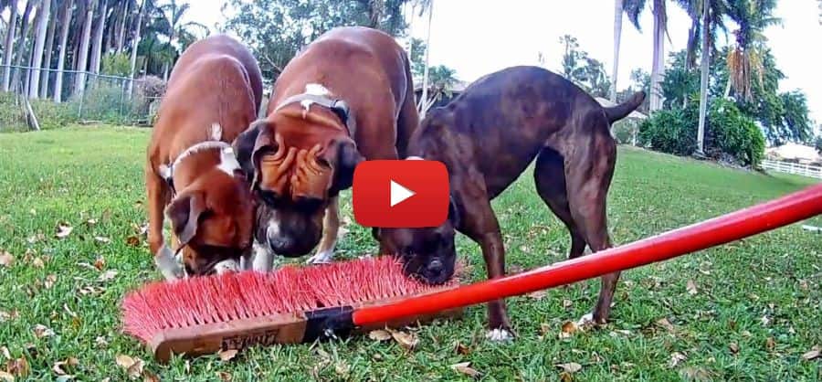 three crazy boxer dogs and a broom video petrage