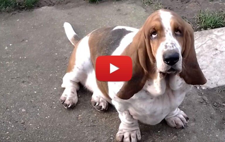 video of a basset hounds morning routine