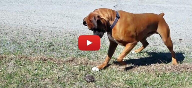 why is this boxer dog scared of a birds nest funny video