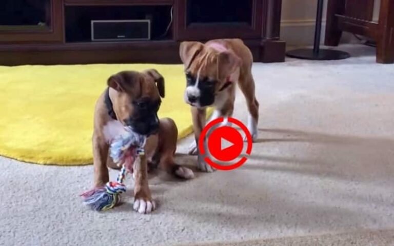 boxer puppies playing video