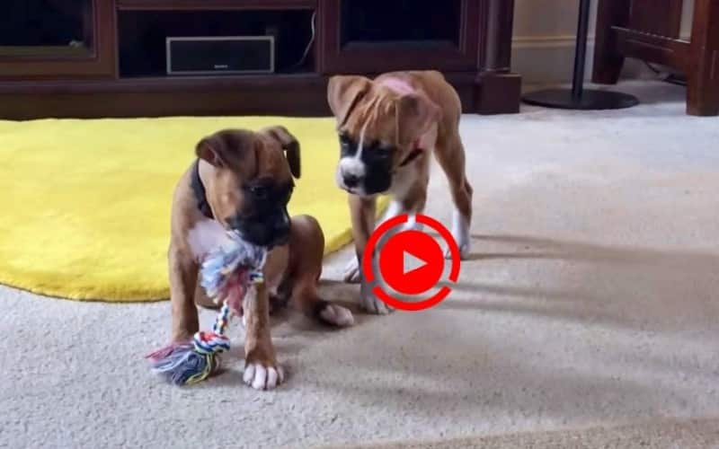 boxer puppies playing video