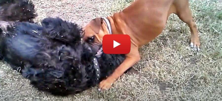 giant schnauzer and boxer puppy play time video