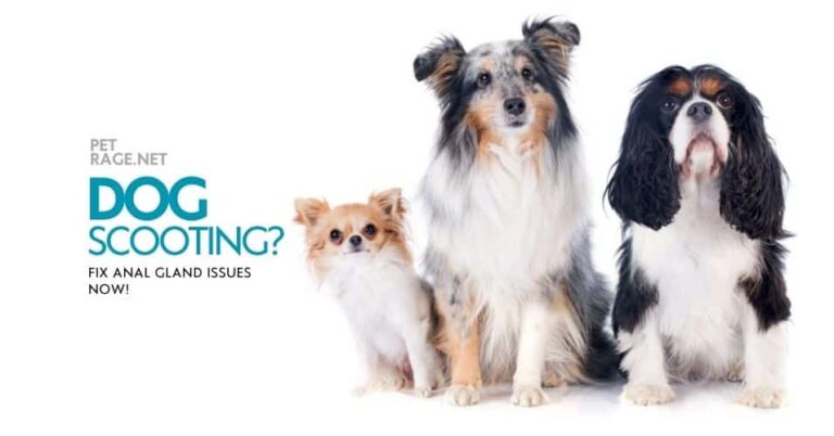 guide to dog anal gland care & health petrage