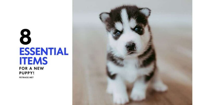 new puppy checklist 8 non negotiable essentials petrage