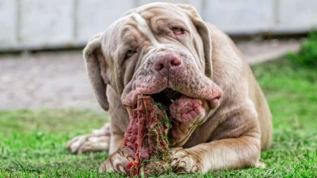 pros and cons of a raw food diet for dogs topper petrage (1)