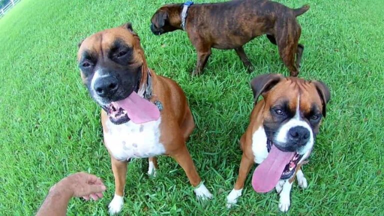 crazy boxer dogs video petting the pups petrage