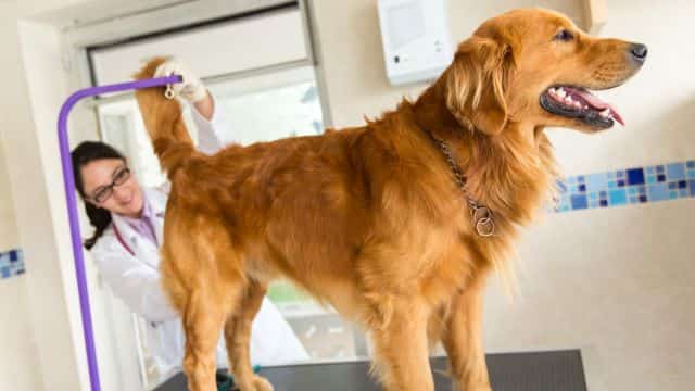 dog anal gland care blog post petrage 3