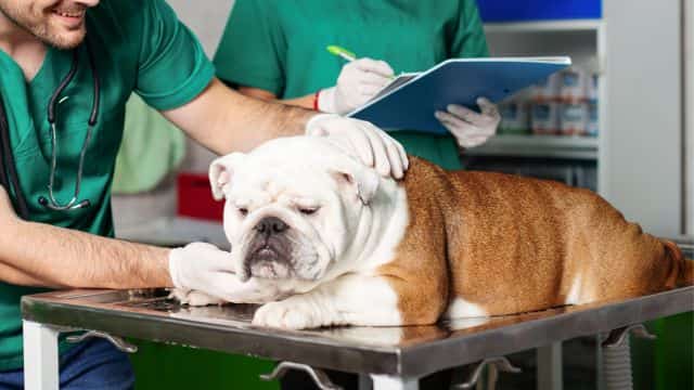 dog anal gland care blog post petrage 4
