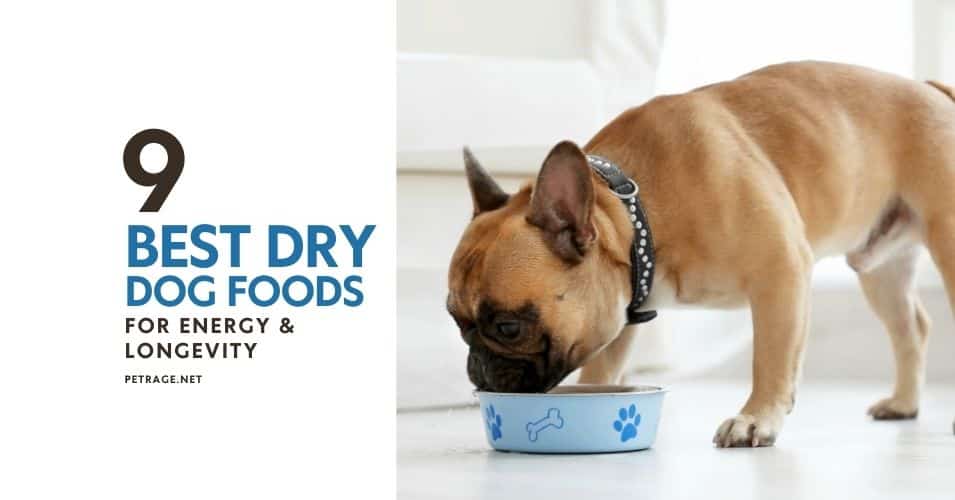 9 top dry dog foods for energy & longevity petrage