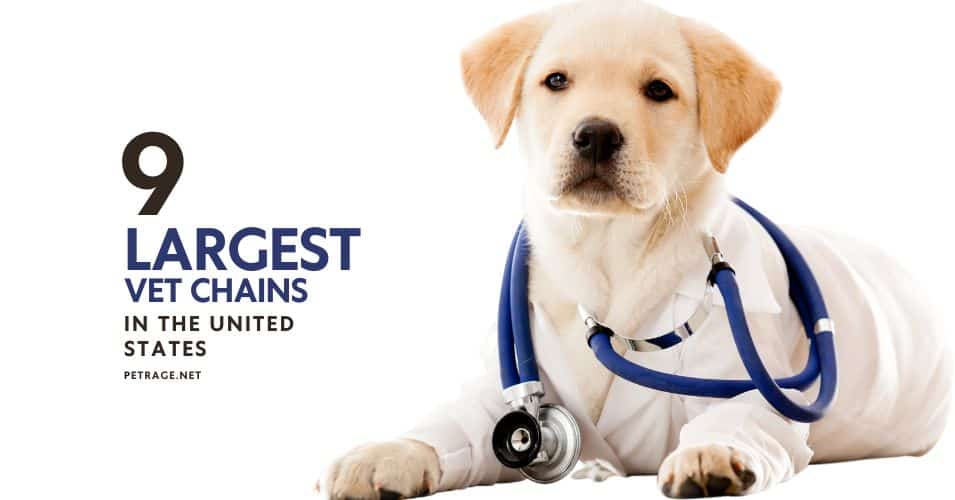 exploring the 9 largest veterinary chains in the us petrage