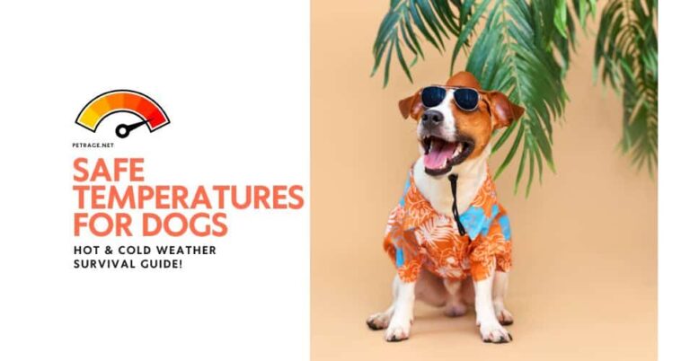 is it too hot or too cold for your dog a temperature safety guide petrage