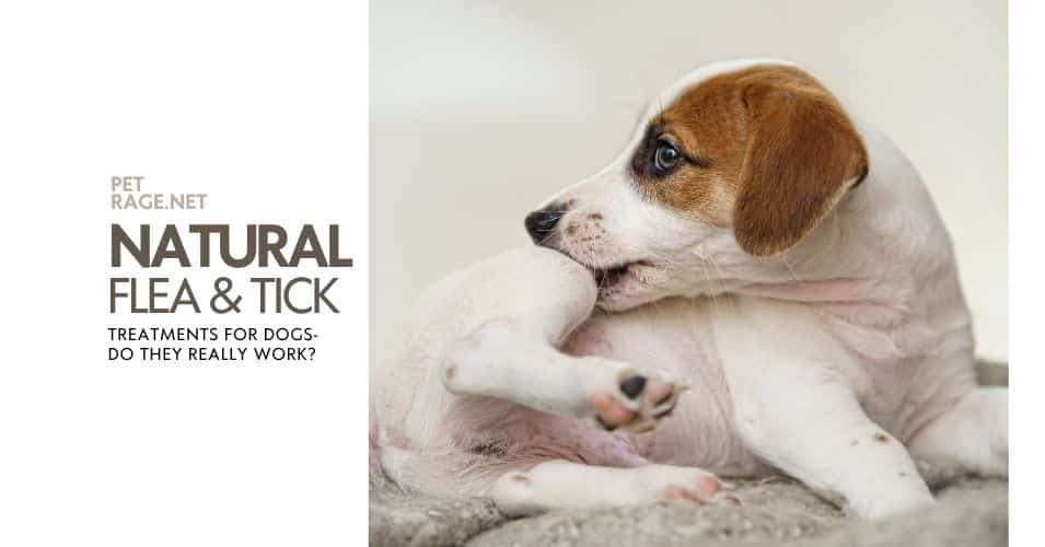 natural flea & tick prevention for dogs protect your pup without chemicals petrage