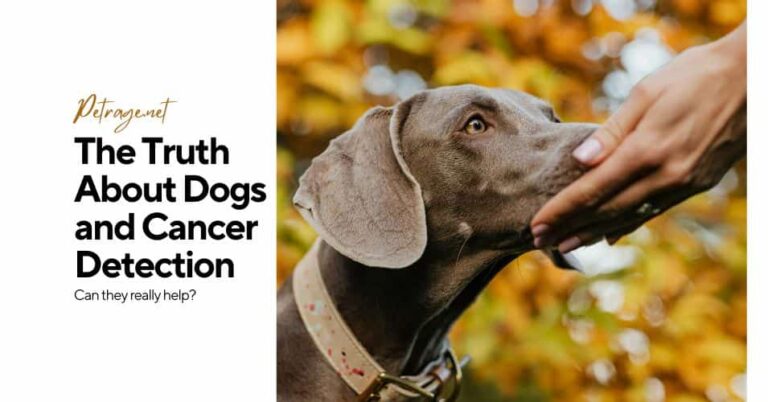 the truth about dogs and cancer detection petrage