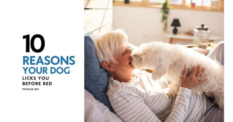 why does my dog lick me before bed 10 reasons for this nightly ritual petrage