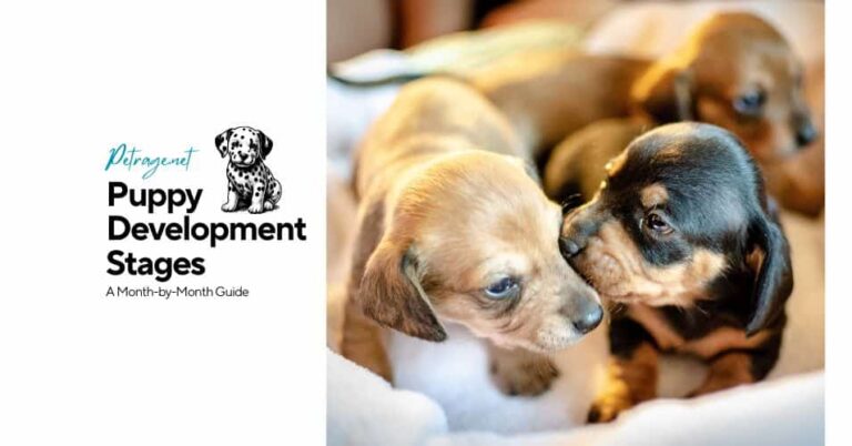 your puppy's first year a complete developmental guide petrage