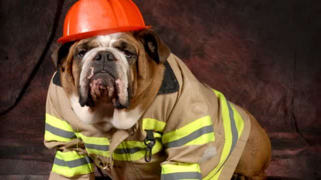 dog holidays bulldog monthly calendar petrage