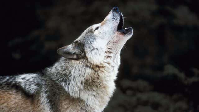 howling wolf picture
